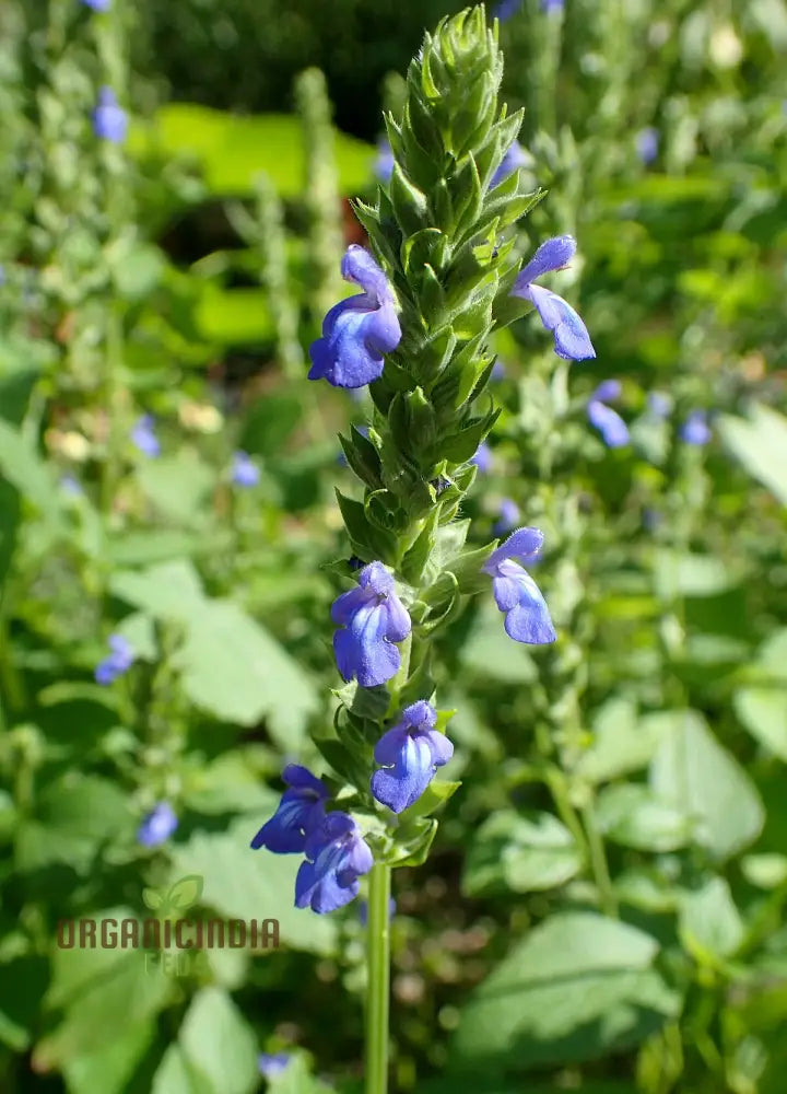 Salvia Hispanica Seeds For Gardening Enthusiasts - High Yield Nutrient-Rich Vibrant Gardens