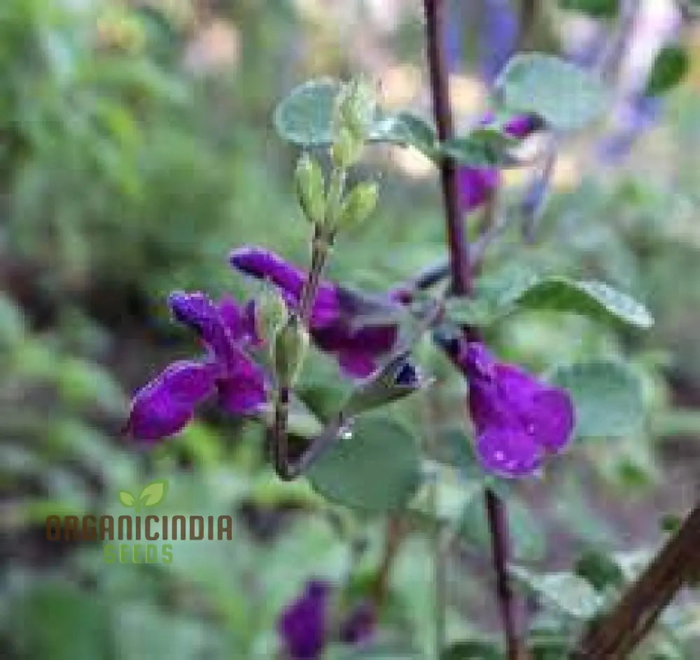 Salvia Muelleri Seeds - Premium Gardening Delight For Your Garden | Buy Organic Online