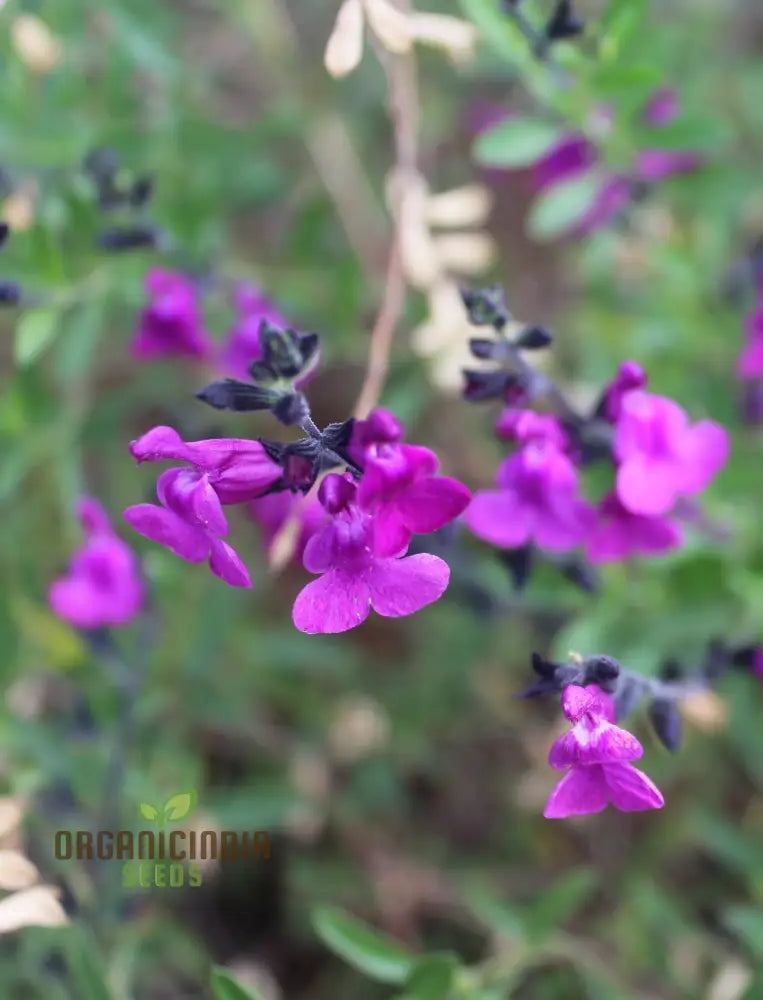 Salvia Muelleri Seeds - Premium Gardening Delight For Your Garden | Buy Organic Online