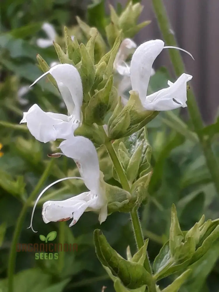 Salvia Officinalis Alba Seeds - Premium Garden Herbs For Culinary Delights And Natural Beauty |