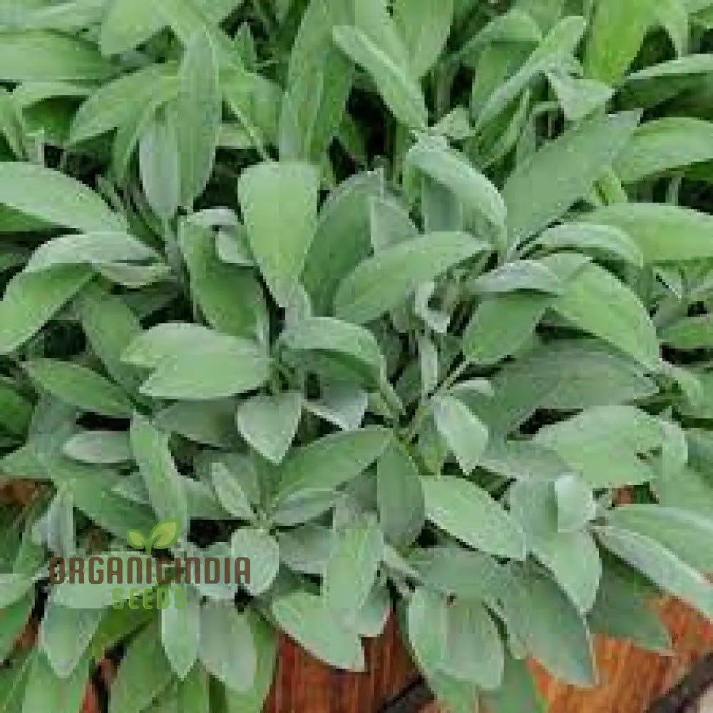 Salvia Officinalis Alba Seeds - Premium Garden Herbs For Culinary Delights And Natural Beauty |