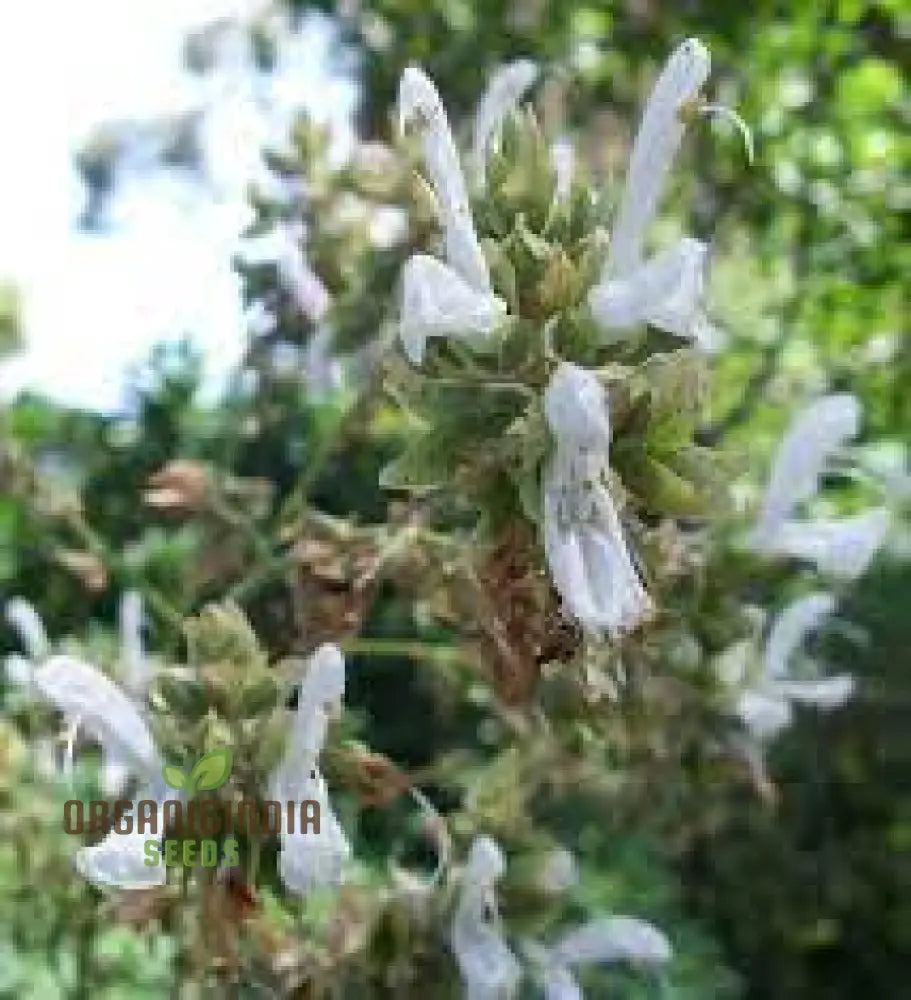 Salvia Officinalis Alba Seeds - Premium Garden Herbs For Culinary Delights And Natural Beauty |