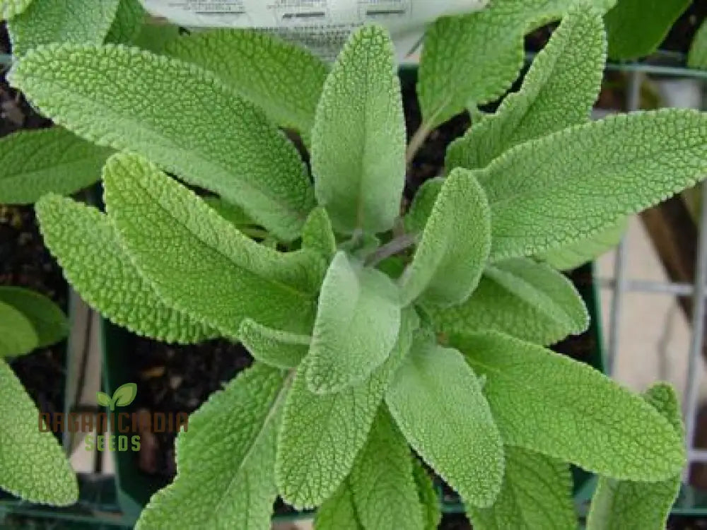 Salvia Officinalis Alba Seeds - Premium Garden Herbs For Culinary Delights And Natural Beauty |