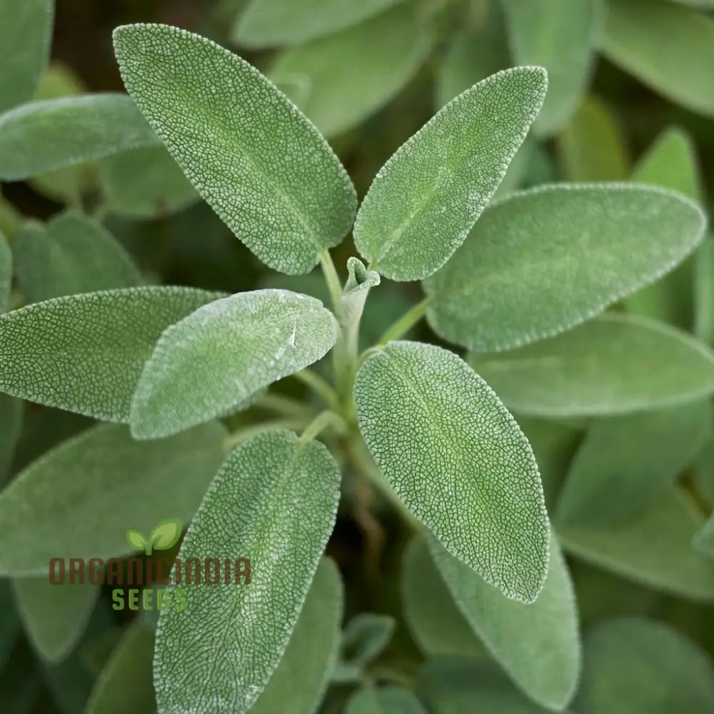 Salvia Officinalis Alba Seeds - Premium Garden Herbs For Culinary Delights And Natural Beauty |