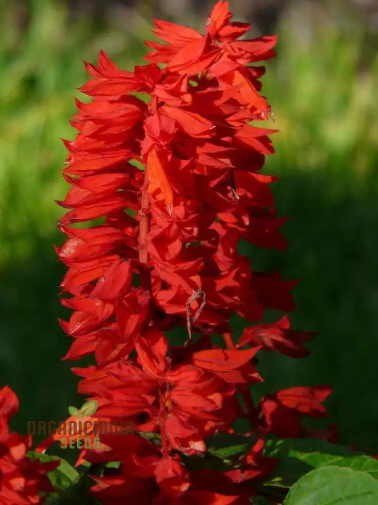 Salvia Saint Johnâ€™s Fire Seeds - Premium Quality For Vibrant Gardening