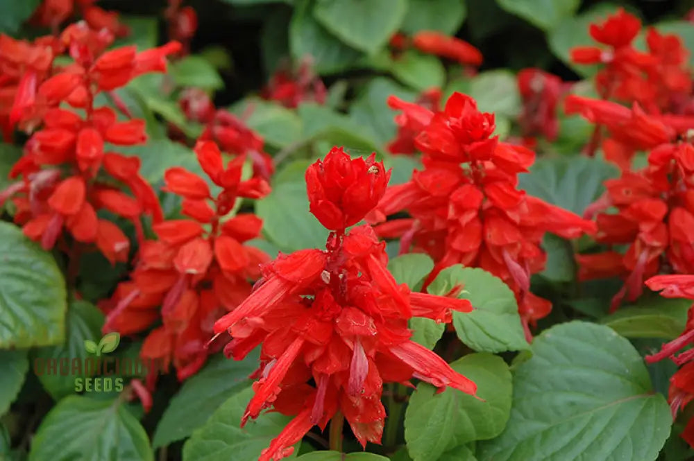 Salvia Saint Johnâ€™s Fire Seeds - Premium Quality For Vibrant Gardening