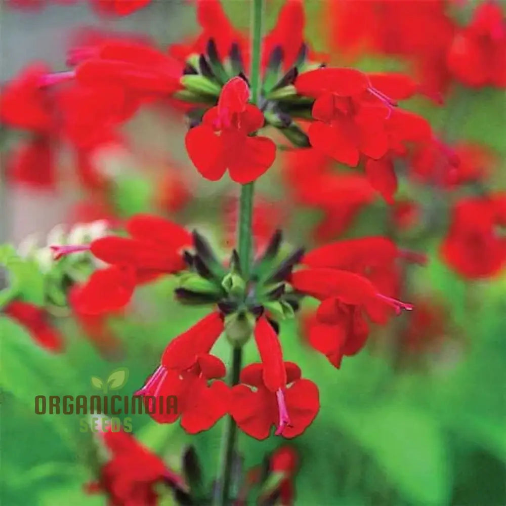 Salvia Saint Johnâ€™s Fire Seeds - Premium Quality For Vibrant Gardening