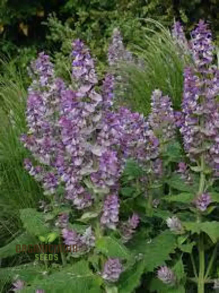 Salvia Sclarea Seeds For Gardening - Premium Quality Organic Clary Sage Aromatic Herb Gardens And