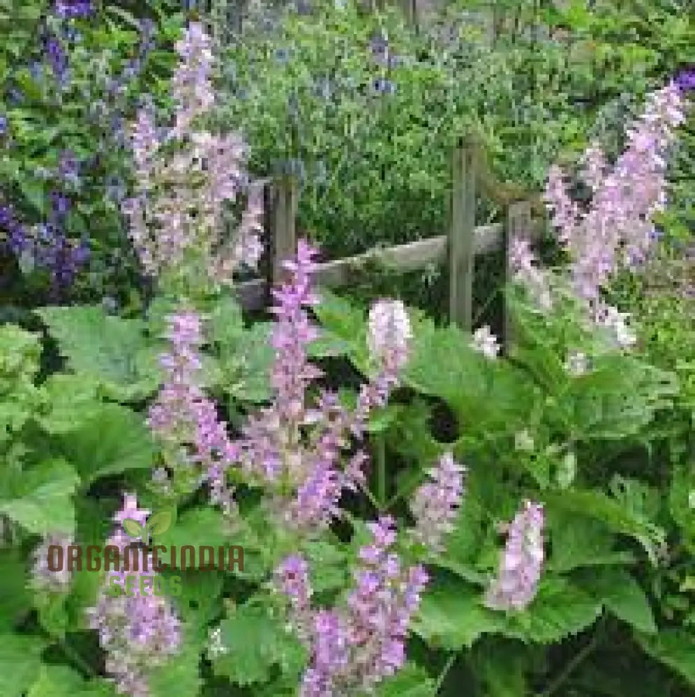 Salvia Sclarea Seeds For Gardening - Premium Quality Organic Clary Sage Aromatic Herb Gardens And