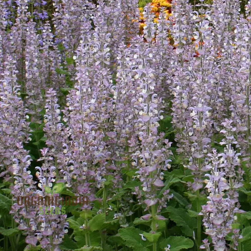 Salvia Sclarea Seeds For Gardening - Premium Quality Organic Clary Sage Aromatic Herb Gardens And