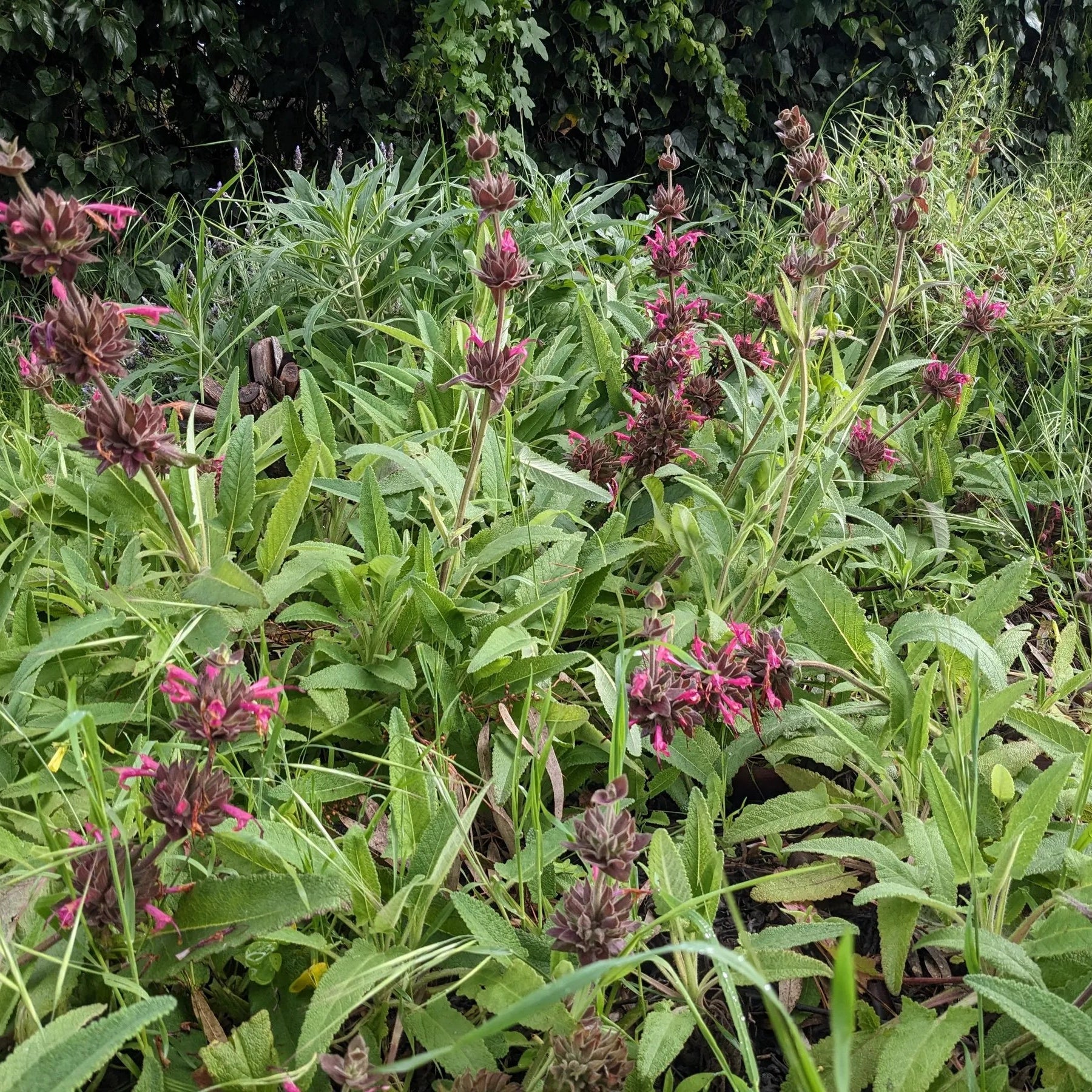 10 Pcs Salvia Spathacea Seeds  Hummingbird Sage  Perennial And Low Maintenance  Fragrant, Deer And Drought Resistant  Attracts Pollinators  Perfect for Beds, Borders And Outdoor Gardens