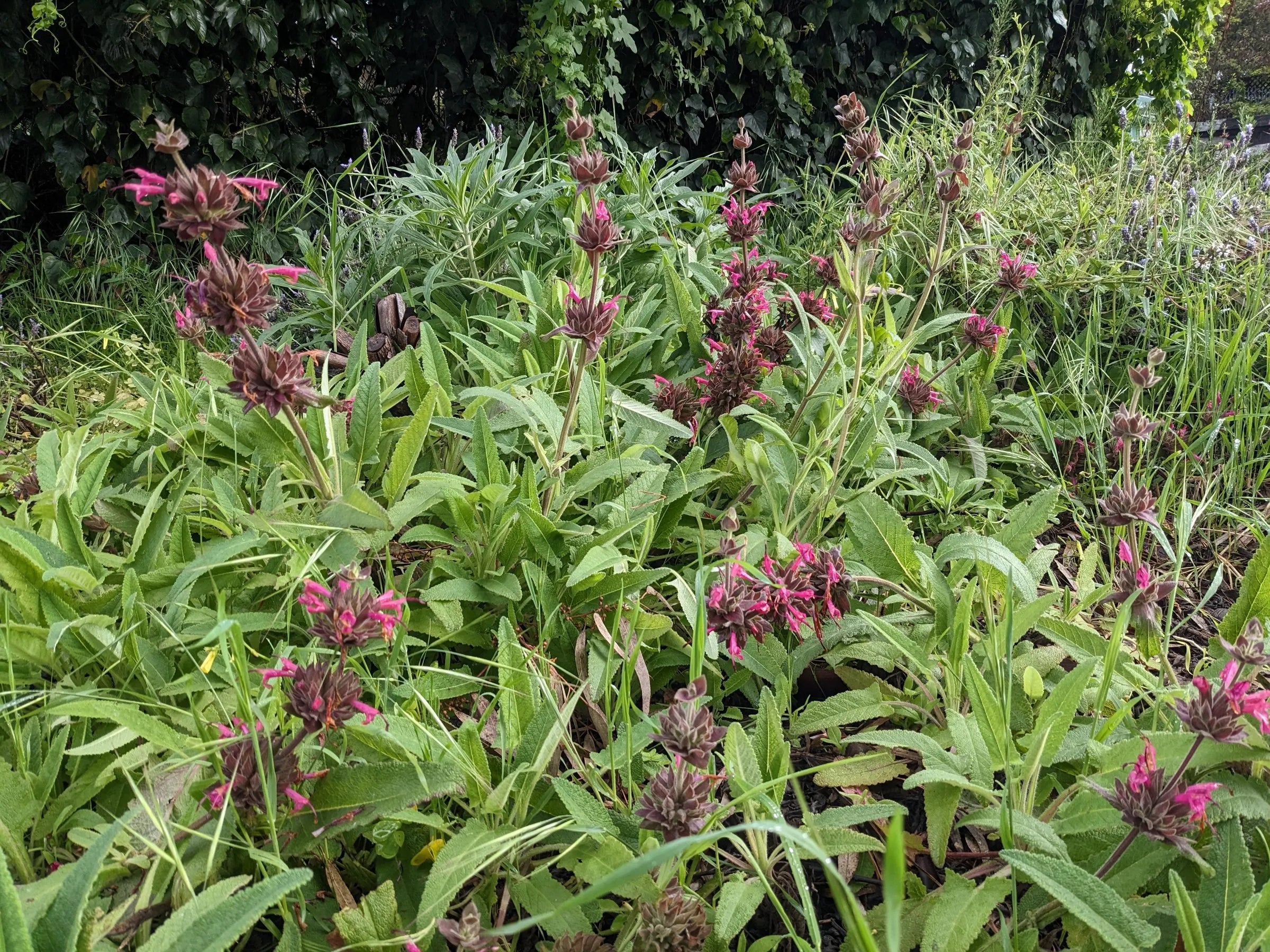 10 Stück Salvia Spathacea Samen | Kolibri-Salbei | Mehrjährig und pflegeleicht | Duftend, hirsch- und dürreresistent | Zieht Bestäuber an | Perfekt für Beete, Rabatten und Gärten im Freien