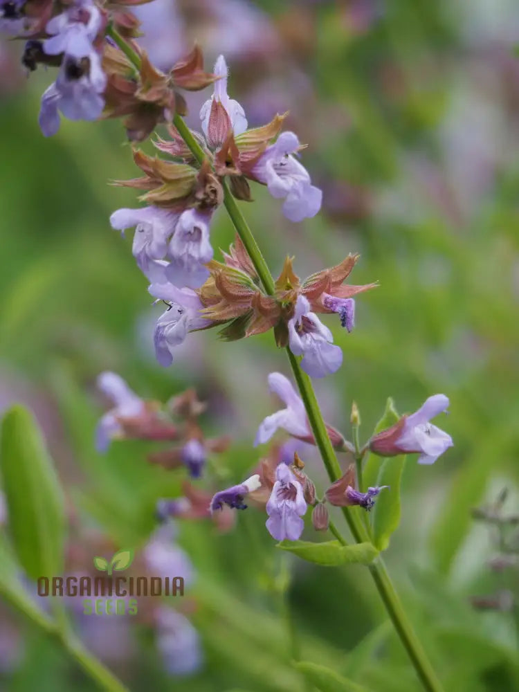 Salvia Tomentosa Seeds - Premium Quality For Gardening Enthusiasts Perfect Creating Vibrant Hardy