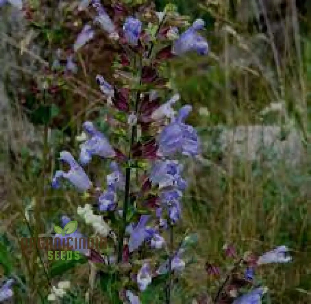 Salvia Tomentosa Seeds - Premium Quality For Gardening Enthusiasts Perfect Creating Vibrant Hardy