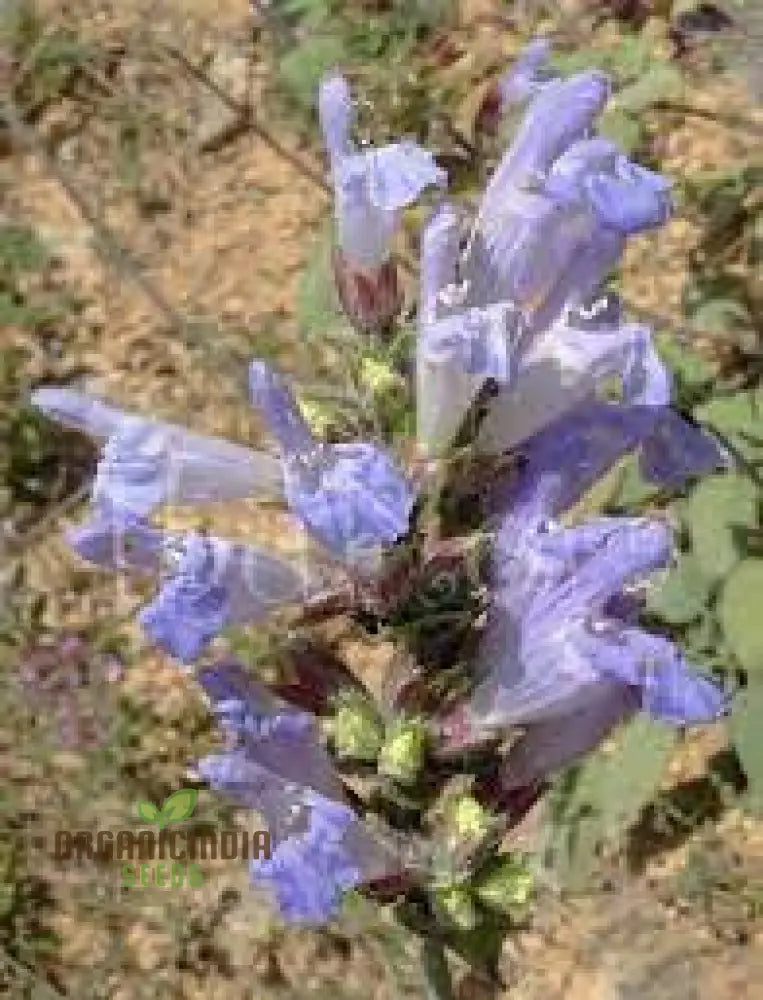 Salvia Tomentosa Seeds - Premium Quality For Gardening Enthusiasts Perfect Creating Vibrant Hardy