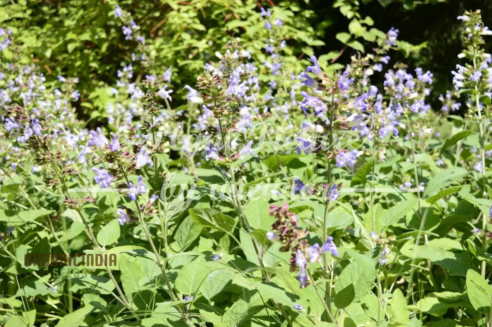 Salvia Tomentosa Seeds - Premium Quality For Gardening Enthusiasts Perfect Creating Vibrant Hardy