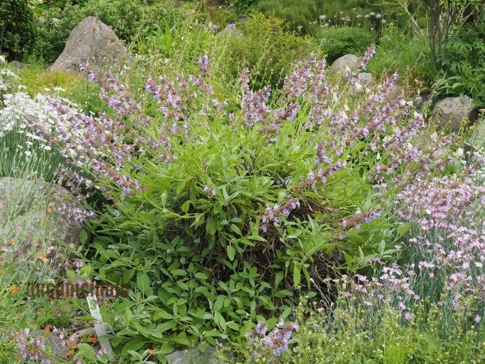 Salvia Tomentosa Seeds - Premium Quality For Gardening Enthusiasts Perfect Creating Vibrant Hardy