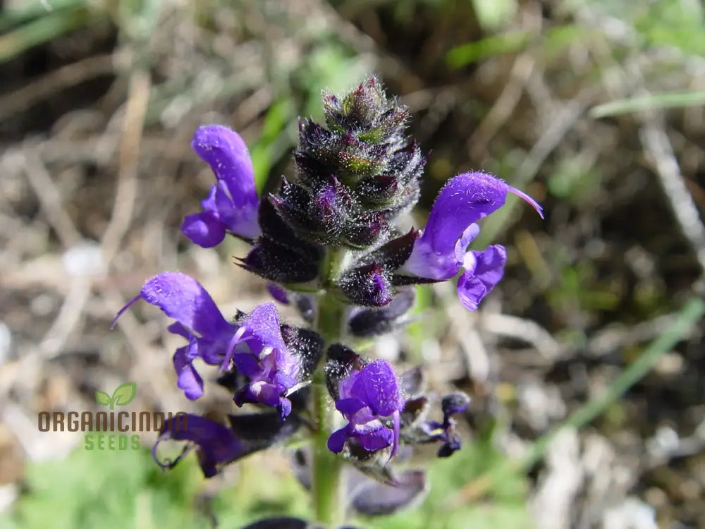 Salvia Verbenaca Seeds For Gardening Enthusiasts | Premium Quality Herbaceous Perennial