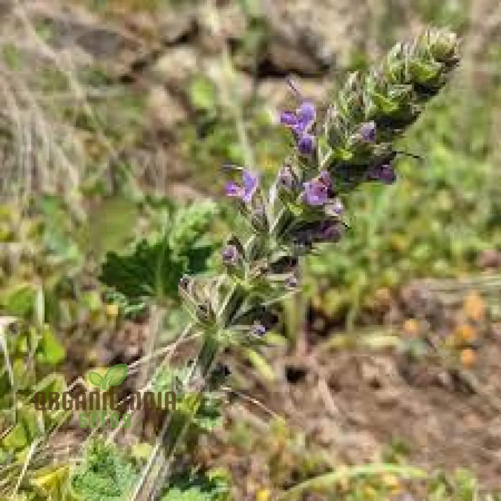 Salvia Verbenaca Seeds For Gardening Enthusiasts | Premium Quality Herbaceous Perennial