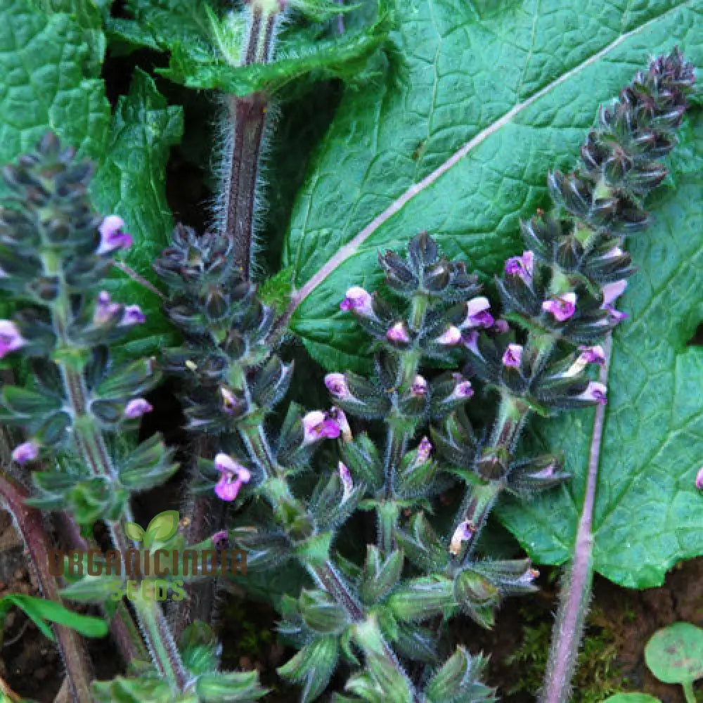 Salvia Verbenaca Seeds For Gardening Enthusiasts | Premium Quality Herbaceous Perennial