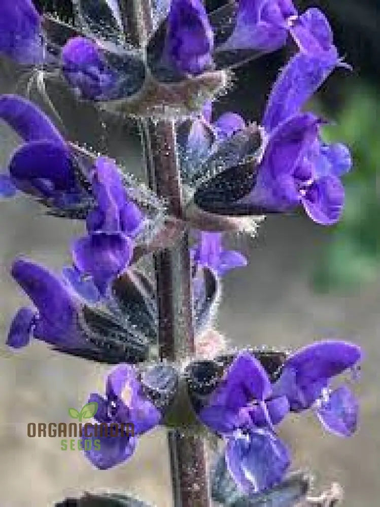 Salvia Verbenaca Seeds For Gardening Enthusiasts | Premium Quality Herbaceous Perennial