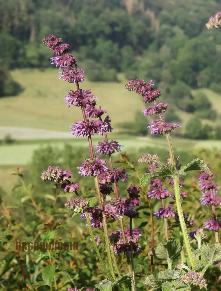 Salvia Verticillata Seeds - Premium Garden Perennial Flower For Vibrant Blooms | Buy Gardening