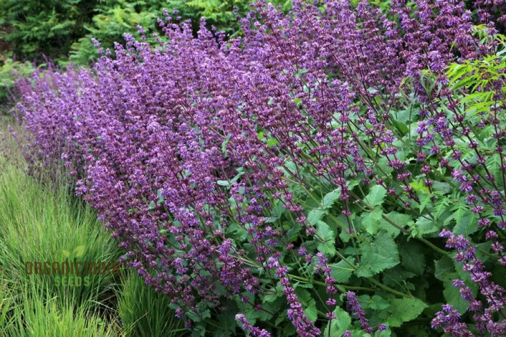 Salvia Verticillata Seeds - Premium Garden Perennial Flower For Vibrant Blooms | Buy Gardening