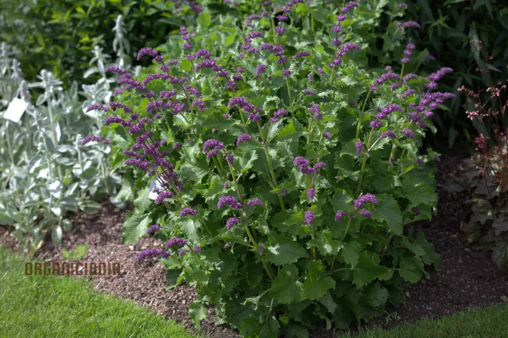 Salvia Verticillata Seeds - Premium Garden Perennial Flower For Vibrant Blooms | Buy Gardening