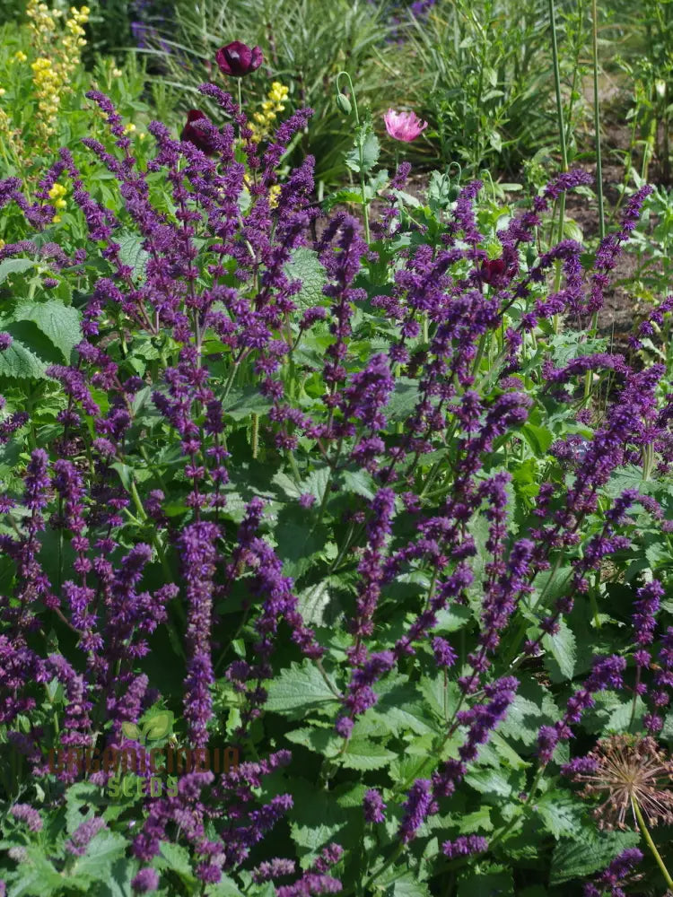 Salvia Verticillata Seeds - Premium Garden Perennial Flower For Vibrant Blooms | Buy Gardening