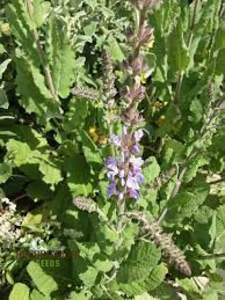 Salvia Virgata Seeds - Premium Gardening Perennials For Beautiful Landscapes And Gardens