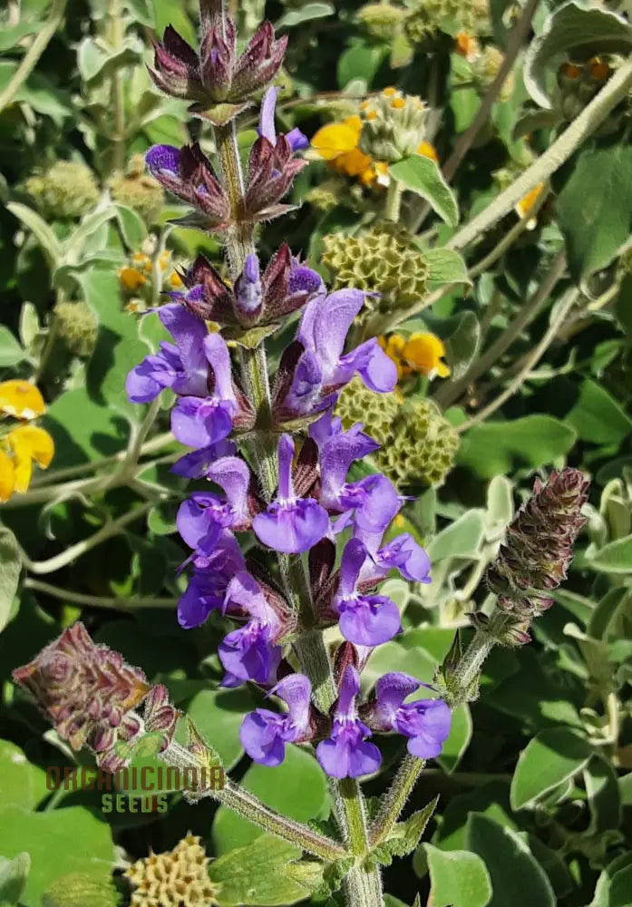 Salvia Virgata Seeds - Premium Gardening Perennials For Beautiful Landscapes And Gardens