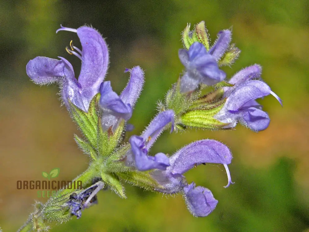 Salvia Virgata Seeds - Premium Gardening Perennials For Beautiful Landscapes And Gardens