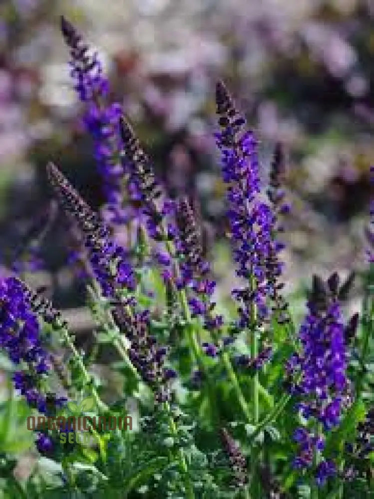 Salvia Virgata Seeds - Premium Gardening Perennials For Beautiful Landscapes And Gardens