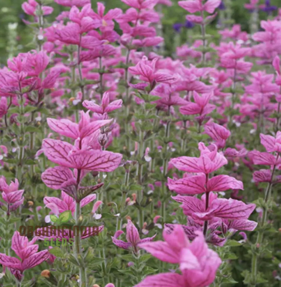 Salvia Viridis ’Pink Sundae’ Seeds - Exquisite Pink Flowers For Gardening Enthusiasts