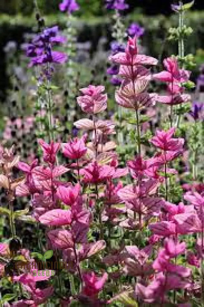 Salvia Viridis ’Pink Sundae’ Seeds - Exquisite Pink Flowers For Gardening Enthusiasts