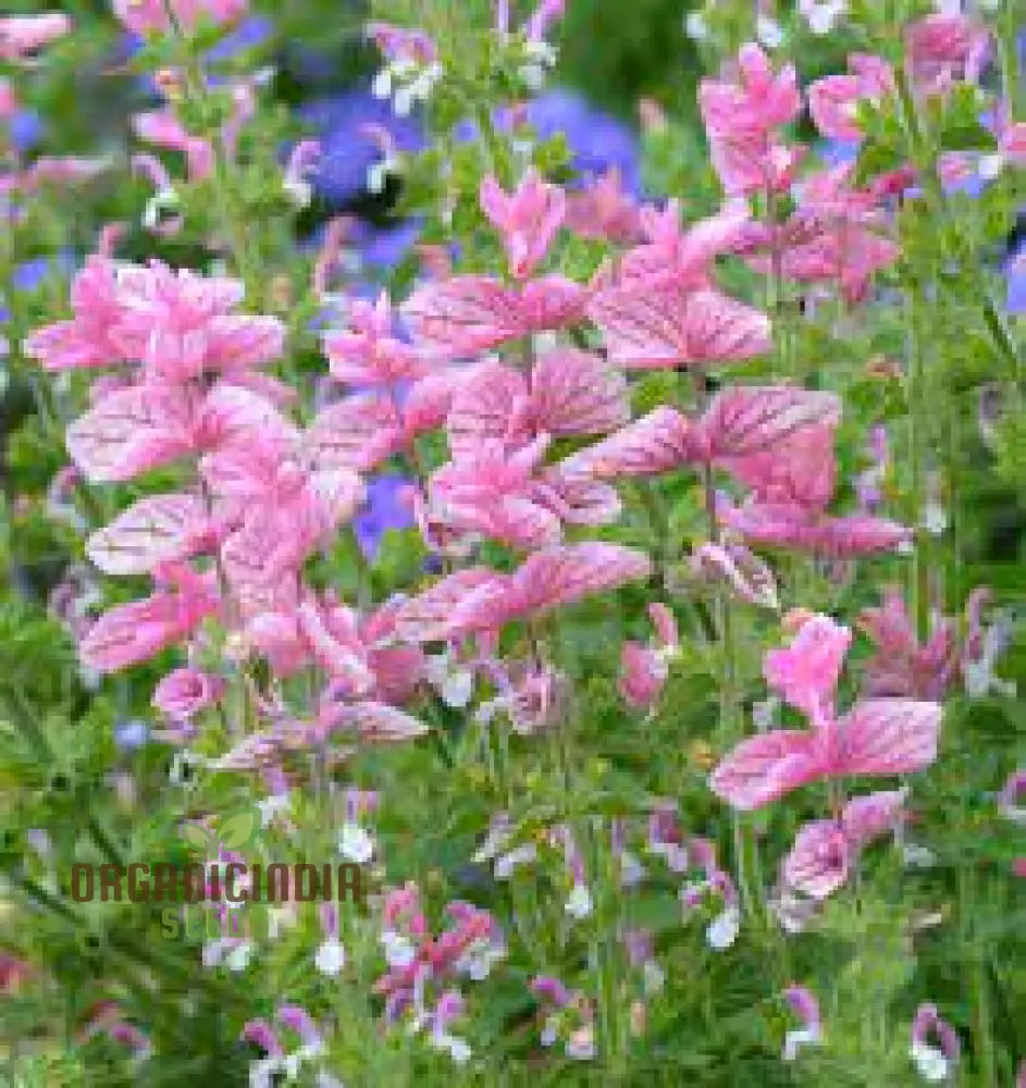 Salvia Viridis ’Pink Sundae’ Seeds - Exquisite Pink Flowers For Gardening Enthusiasts