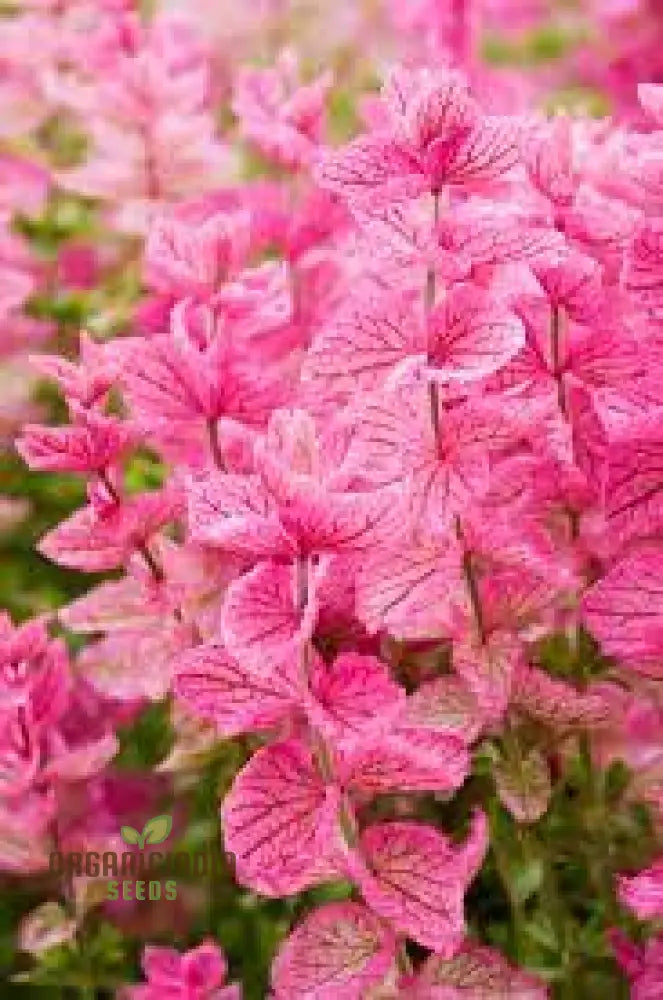 Salvia Viridis ’Pink Sundae’ Seeds - Exquisite Pink Flowers For Gardening Enthusiasts