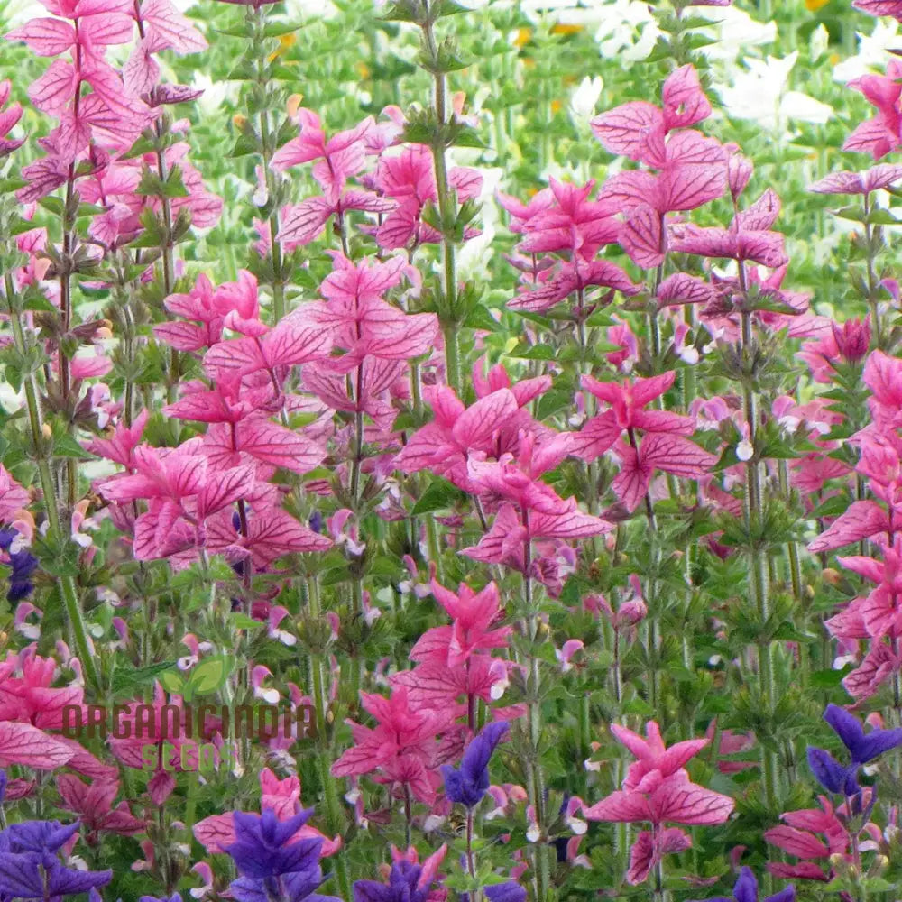 Salvia Viridis ’Pink Sundae’ Seeds - Exquisite Pink Flowers For Gardening Enthusiasts