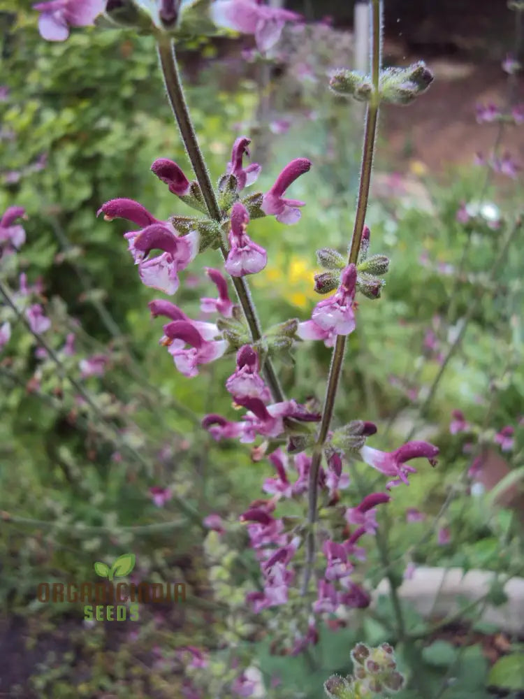 Salvia Viscosa Seeds For Gardening Enthusiasts | Premium Quality Organic Flower