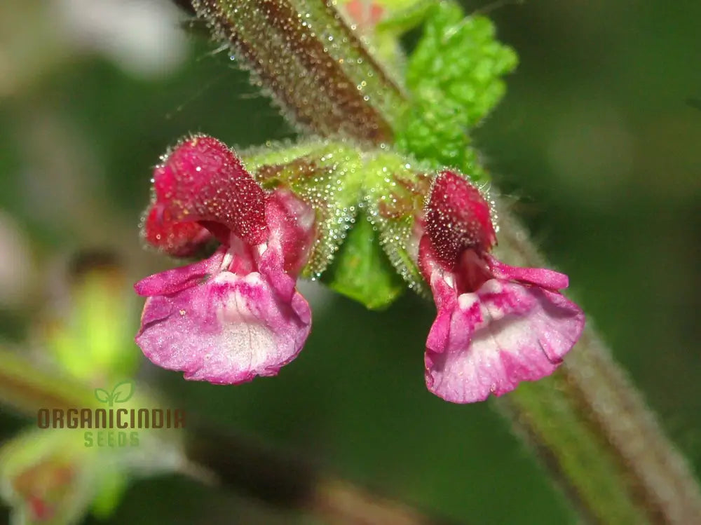 Salvia Viscosa Seeds For Gardening Enthusiasts | Premium Quality Organic Flower