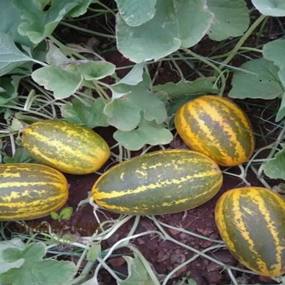 Sambar Cucumber Seeds Premium High Yield Disease Resistant Ideal For Home Gardening Vegetable