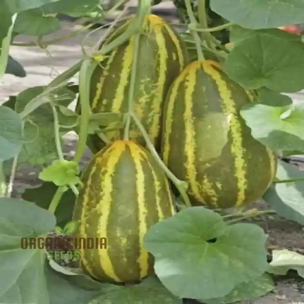 Sambar Cucumber Seeds Premium High Yield Disease Resistant Ideal For Home Gardening Vegetable