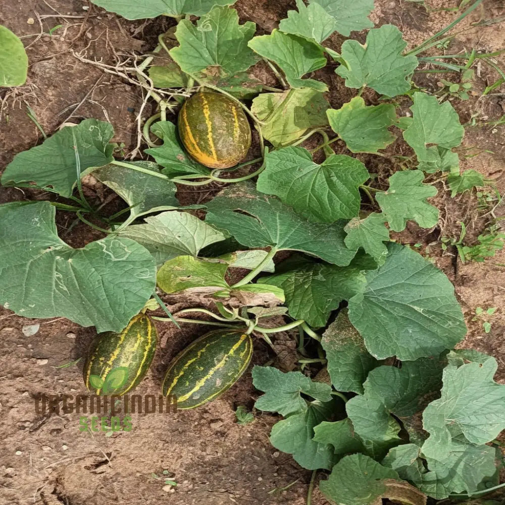 Sambar Cucumber Seeds Premium High Yield Disease Resistant Ideal For Home Gardening Vegetable