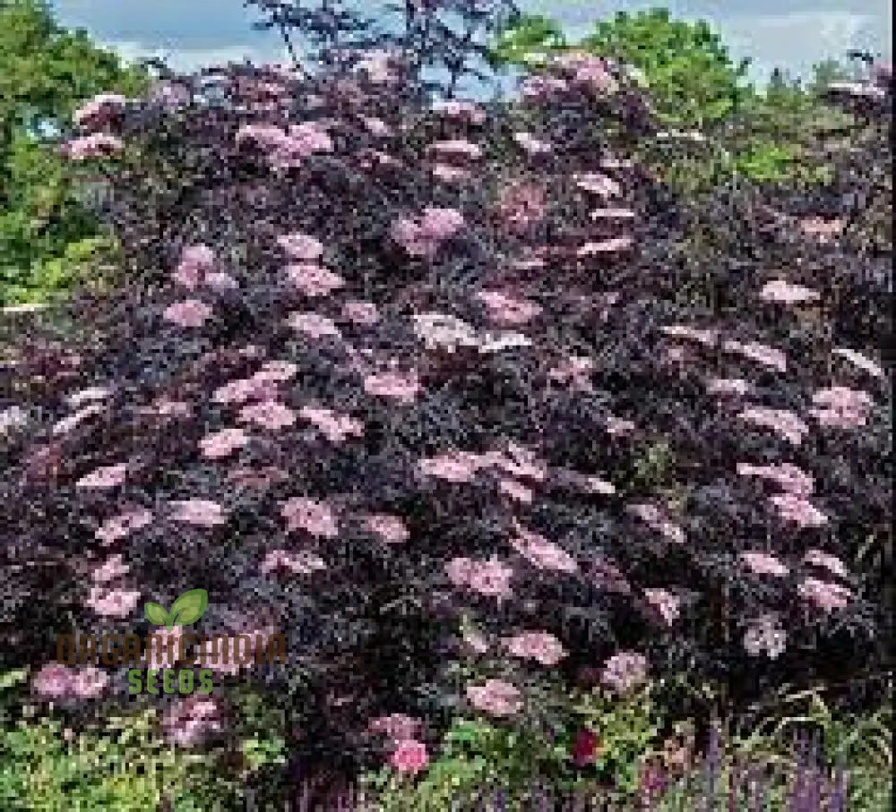 Sambucus Nigra Dark Leaf Form Seeds - Premium Gardening Variety For Stunning Foliage | Buy