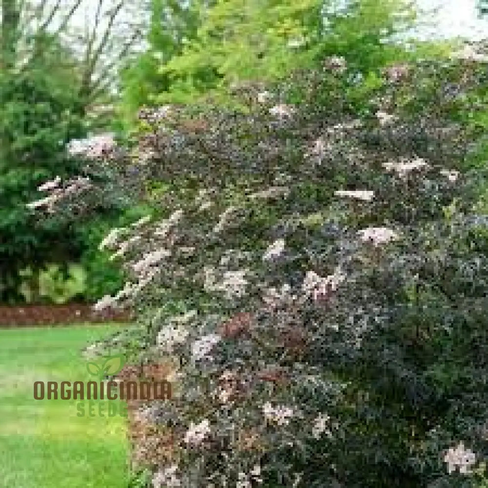 Sambucus Nigra Dark Leaf Form Seeds - Premium Gardening Variety For Stunning Foliage | Buy