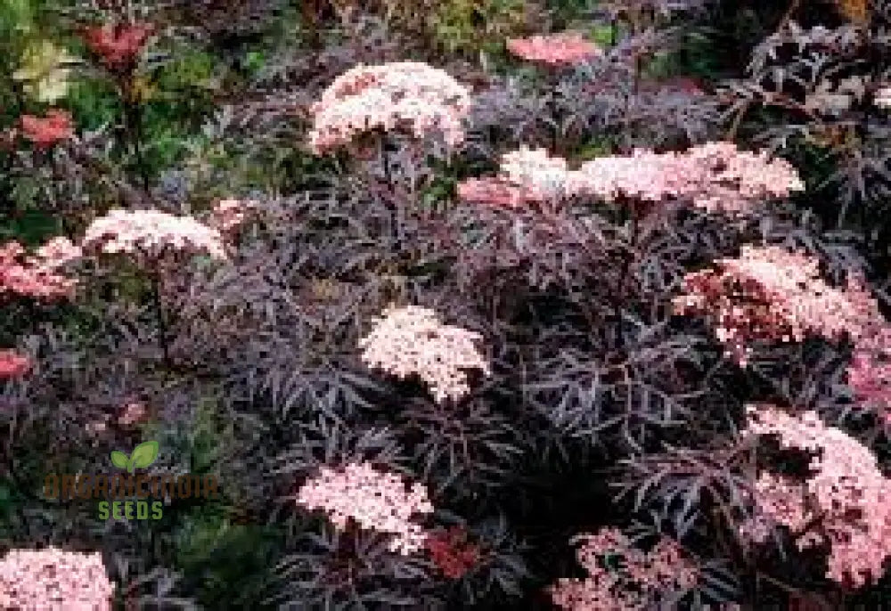 Sambucus Nigra Dark Leaf Form Seeds - Premium Gardening Variety For Stunning Foliage | Buy