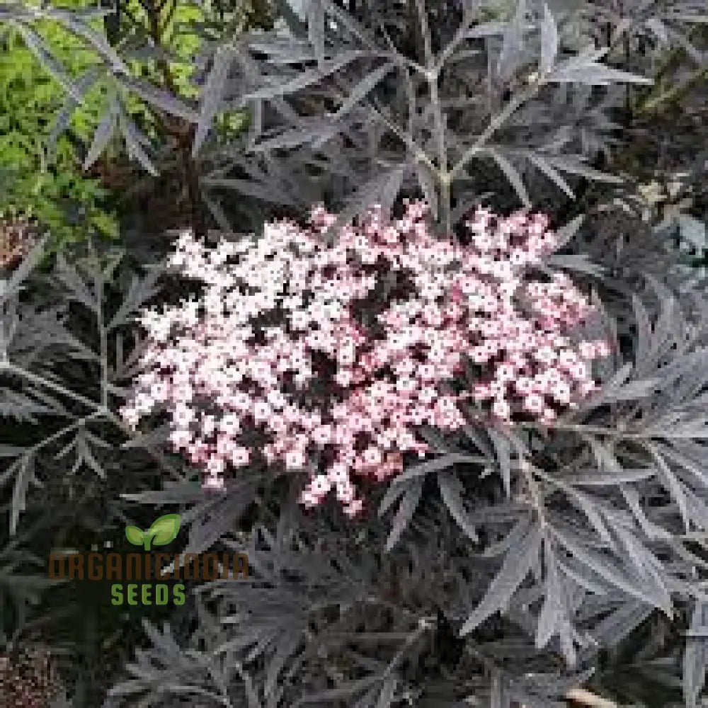 Sambucus Nigra Dark Leaf Form Seeds - Premium Gardening Variety For Stunning Foliage | Buy