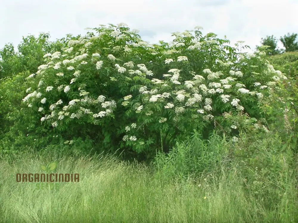 Sambucus Nigra Seeds - Premium Organic Elderberry For Gardening Enthusiasts | High Germination Rate