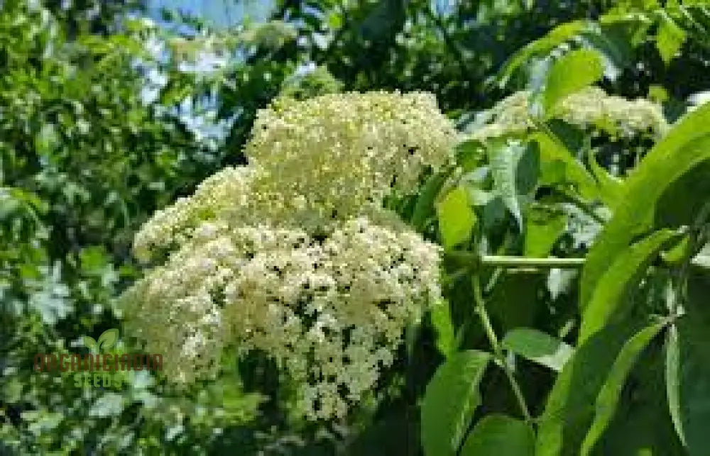 Sambucus Nigra Seeds - Premium Organic Elderberry For Gardening Enthusiasts | High Germination Rate