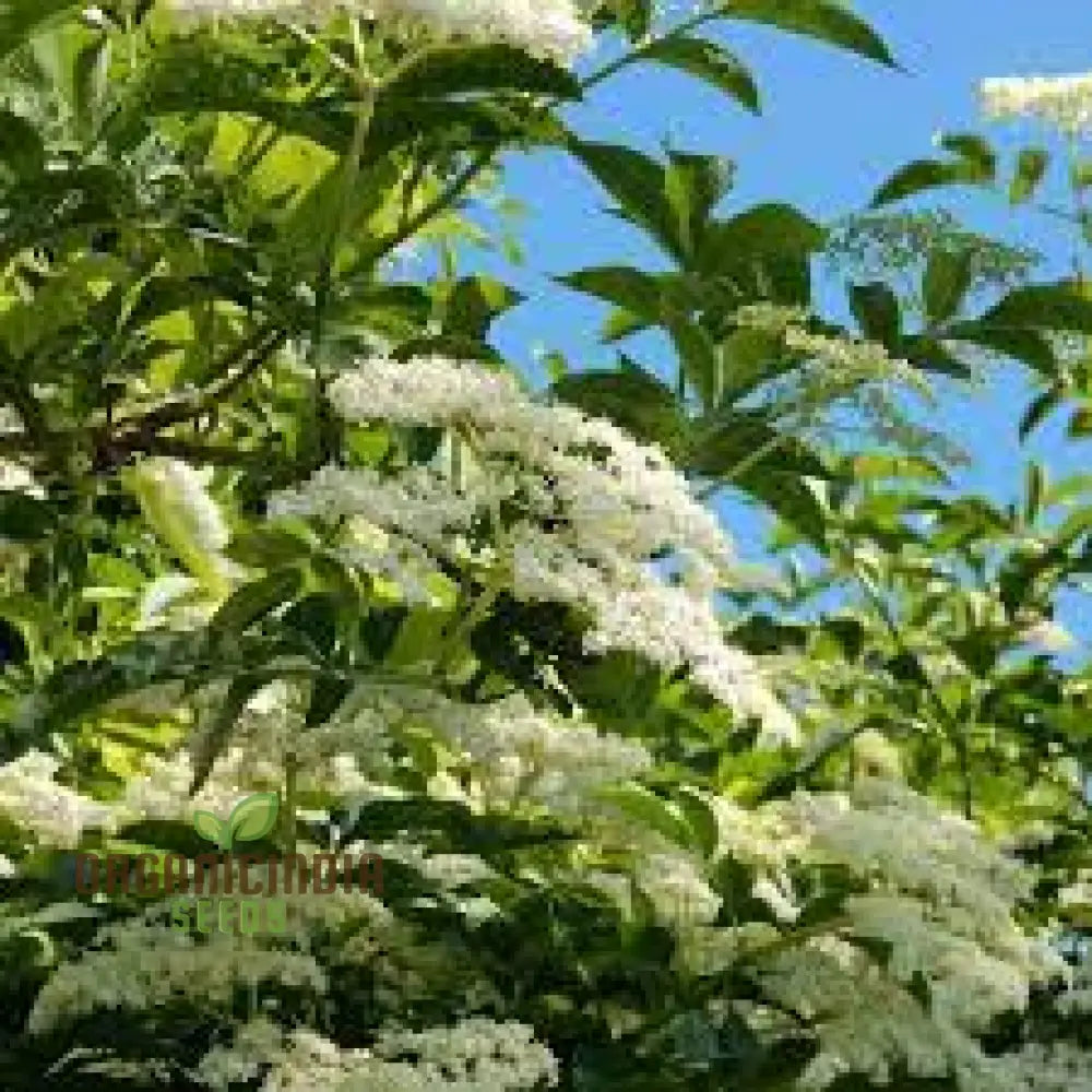 Sambucus Nigra Seeds - Premium Organic Elderberry For Gardening Enthusiasts | High Germination Rate